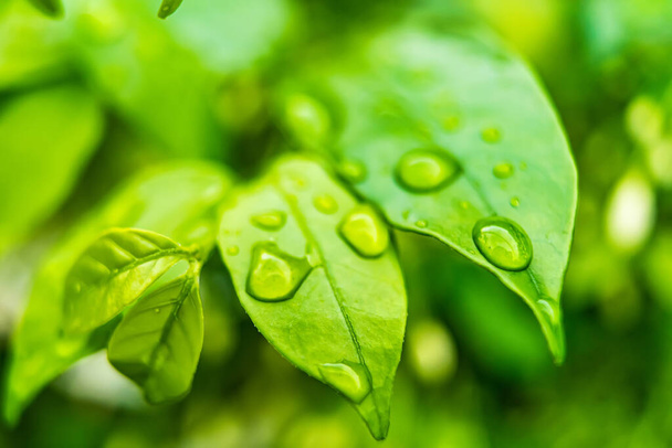Макро крупный план Красивый свежий зеленый лист с каплей воды в утреннем солнечном свете природный фон. - Фото, изображение