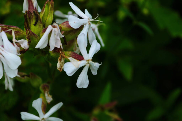 Saponaria officinalis white pink flowering soapweed flowers, wild uncultivated plant in bloom, group of flowers - Photo, Image
