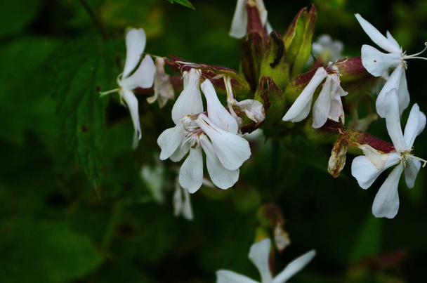 Saponaria officinalis white pink flowering soapweed flowers, wild uncultivated plant in bloom, group of flowers - Photo, Image