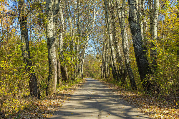 Straight Road Way Through Deciduous Woods in Nature at Autumn - Foto, afbeelding