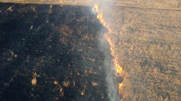 Antenni Drone View Over Burning kuivaa ruohoa ja savua alalla. Liekki ja avotuli - Materiaali, video