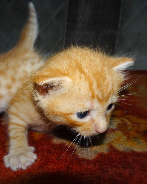 Closeup of ginger kitten - Photo, Image