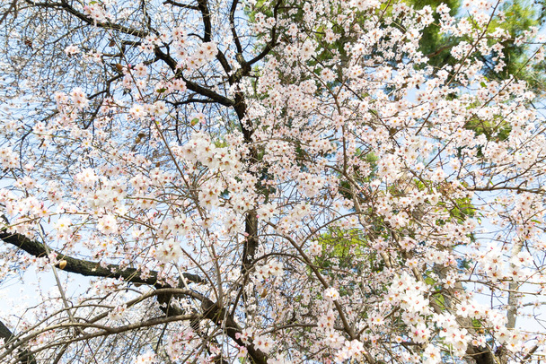 Amandelbloesems. Amandelboom vol witte bloemen op zijn takken in de buurt van de lente in El Retiro park in Madrid op een heldere dag en blauwe lucht, in Spanje. Europa. Horizontale fotografie. - Foto, afbeelding
