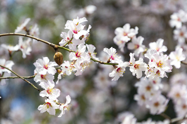 Manteli kukkii. Mantelipuu täynnä valkoisia kukkia oksillaan lähellä kevättä El Retiro puistossa Madridissa kirkkaana päivänä ja sininen taivas Espanjassa. Euroopassa. Vaakasuora valokuvaus. - Valokuva, kuva