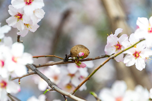 Manteli kukkii. Mantelipuu täynnä valkoisia kukkia oksillaan lähellä kevättä El Retiro puistossa Madridissa kirkkaana päivänä ja sininen taivas Espanjassa. Euroopassa. Vaakasuora valokuvaus. - Valokuva, kuva