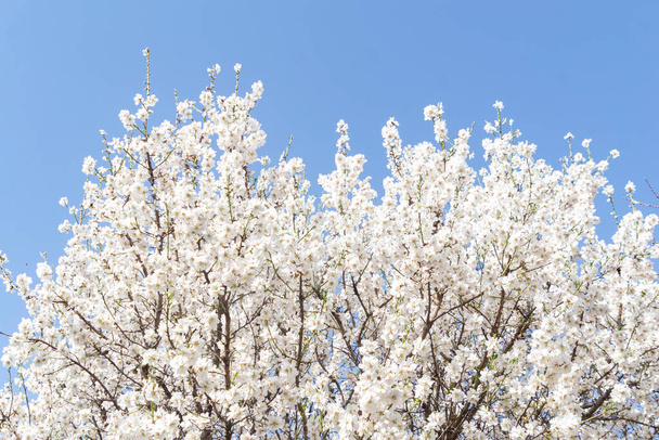 Mandulavirág. Mandula fa tele fehér virágokkal ágain, közel a tavaszhoz a madridi El Retiro parkban, tiszta nappal és kék égbolton, Spanyolországban. Európába. Vízszintes fényképezés. - Fotó, kép