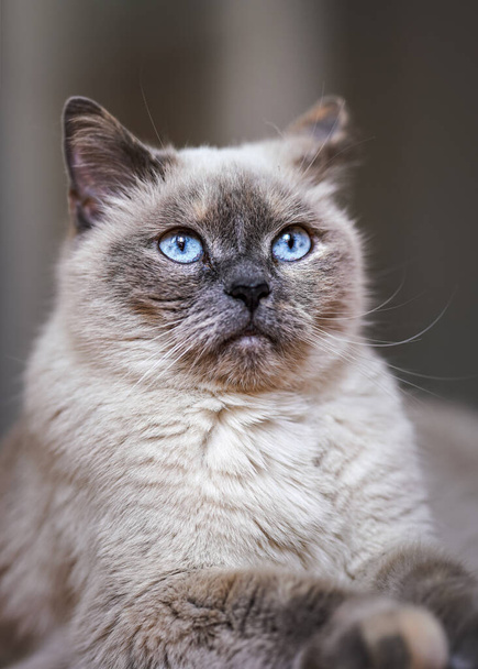 Older gray cat with piercing blue eyes, closeup detail - Foto, Imagem