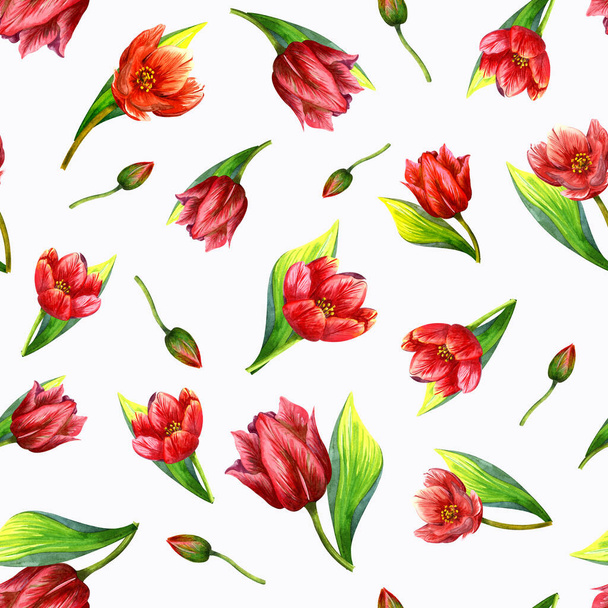 Watercolor tulip, pattren. Bright red flower on a white background. - Zdjęcie, obraz