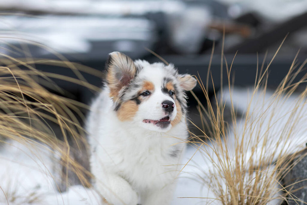 Australian shepherd blue merle puppy playing in the snow - Photo, Image