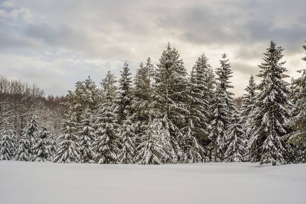 Splendid scenery in winter. Fantastic frosty morning in forest. snow-cowered pine trees under sunlight. Fantastic mountain highland. Amazing winter background. Wonderful Christmas Scene - Fotó, kép