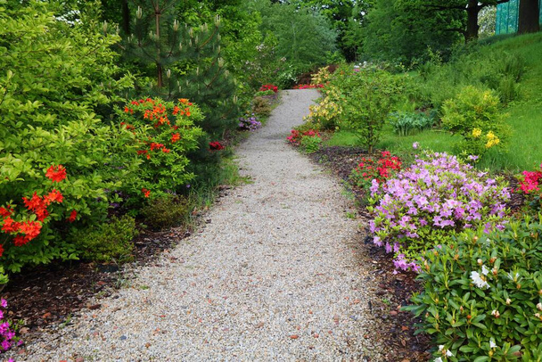 Blooming azaleas and rhododendrons of public botanical garden. Silesian Botanical Garden in Mikolow, Poland. - Photo, Image
