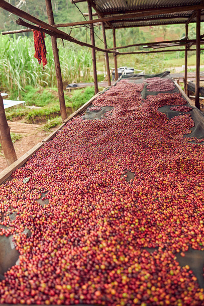 kahvi luonnollinen kuivaus pesuasemalla vuoristoalueella Itä-Afrikassa - Valokuva, kuva