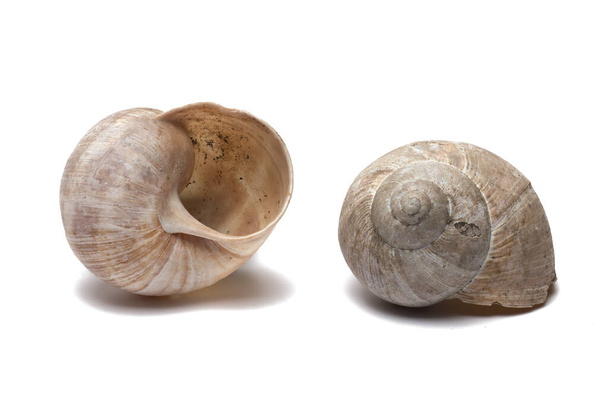 Close-up van twee lege slakken schelpen gezien van verschillende kanten op een witte achtergrond - Foto, afbeelding