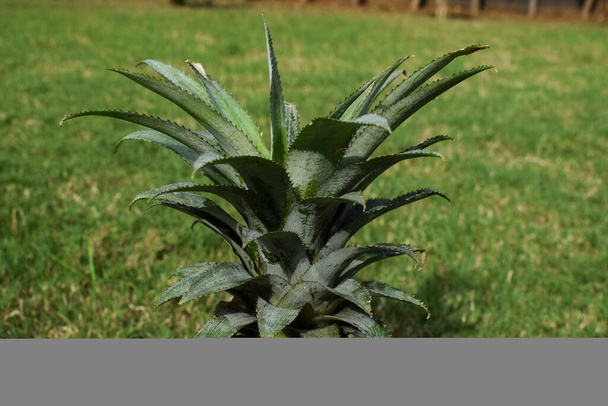 Pineapple fruit leaves on green grass background outdoors - Photo, Image