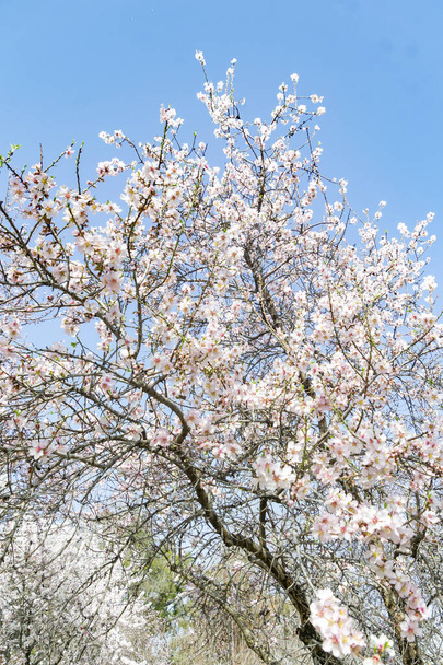 Mandulavirág. Mandula fa tele fehér virágokkal ágain, közel a tavaszhoz a madridi El Retiro parkban, tiszta nappal és kék égbolton, Spanyolországban. Európába. Függőleges fotózás. - Fotó, kép