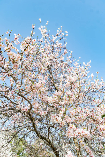 Цветы миндаля. Миндальное дерево с белыми цветами на ветвях рядом с весной в парке El Retiro в Мадриде в ясный день и голубое небо в Испании. В Европе. Вертикальная фотография. - Фото, изображение