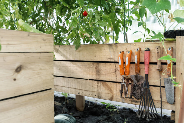 Set of dirt used rusty gardening tools hanging on wooden board background at home garden greenhouse flowerbed or vegetable bed on sunny day. Domestic farming hand equipment at countryside village - Zdjęcie, obraz