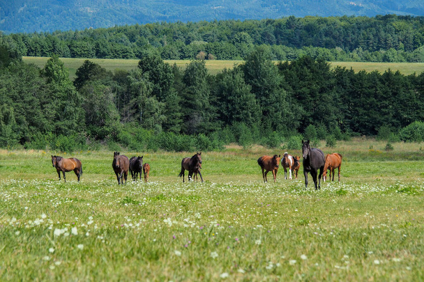 Pferde auf einer grünen Wiese in schöner Natur im sonnigen Sommer. - Foto, Bild
