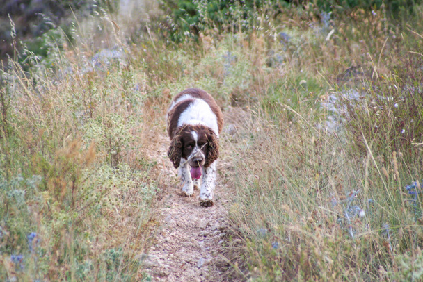 коричневий спринтер спанієль мисливський собака в лісі. Високоякісна фотографія
 - Фото, зображення