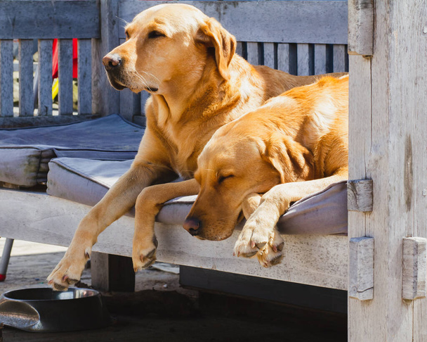 Dois bonitos labrador retrievers mentir e dormir cansadamente ao lado uns dos outros ao ar livre se saciando ao sol. - Foto, Imagem