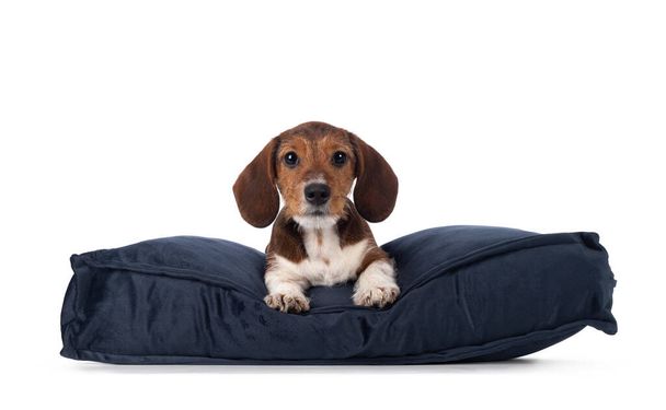 Adorable piebald Dachshund aka Teckel pup, laying down facing front on blue velvet pillow. Looking towards camera. Isolated on a white background. - Foto, immagini