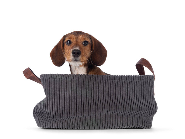 Adorable piebald Dachshund aka Teckel pup, sitting in a basket. Looking towards camera over edge. Isolated on a white background. - Valokuva, kuva