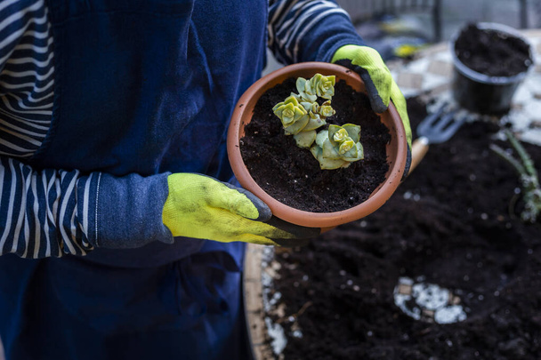 Un homme en gants de caoutchouc cultive une petite plante sur la table dans le jardin à la maison - Photo, image