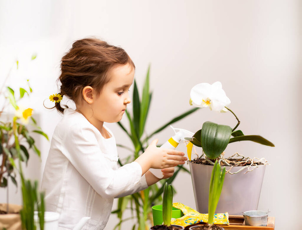Home gardening. Little kid girl helping to care for home plants, green environment at home - Fotoğraf, Görsel