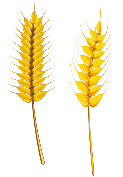 Ripe wheat and barley - Vector, Image