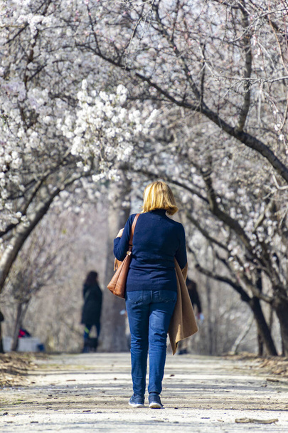 Mulher caminhando ao longo de um caminho onde nas laterais, amendoeira com ramos cheios de flores brancas no parque El Retiro em Madrid, na Espanha. A Europa. Primavera. Fotografia. - Foto, Imagem