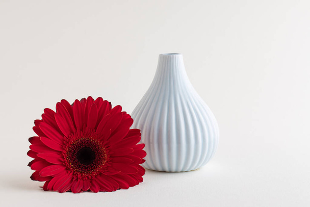 Red gerbera and space for text on white background. International Women's day or feminism concept - Fotografie, Obrázek