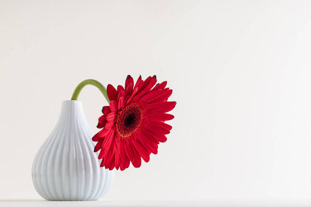 Red gerbera and space for text on white background. International Women's day or feminism concept - Fotografie, Obrázek