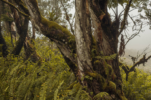 ハワイのマウイ島のワイヒーの森のイアオ渓谷からのパノラマの自然景観. - 写真・画像