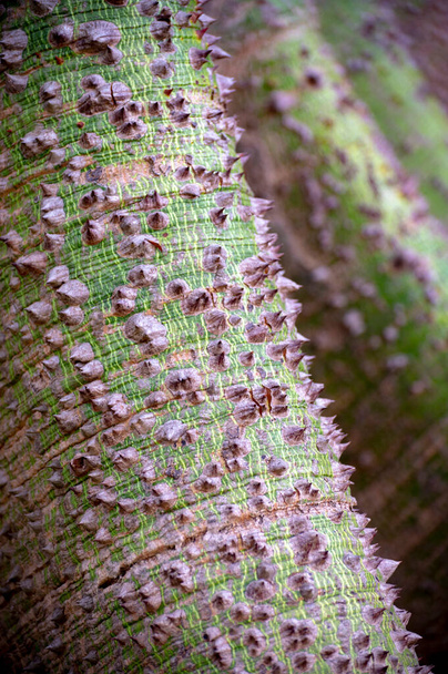 Huge tree ceiba pentanrda, national tree of Guatemala, kapok tree, close up - Photo, Image