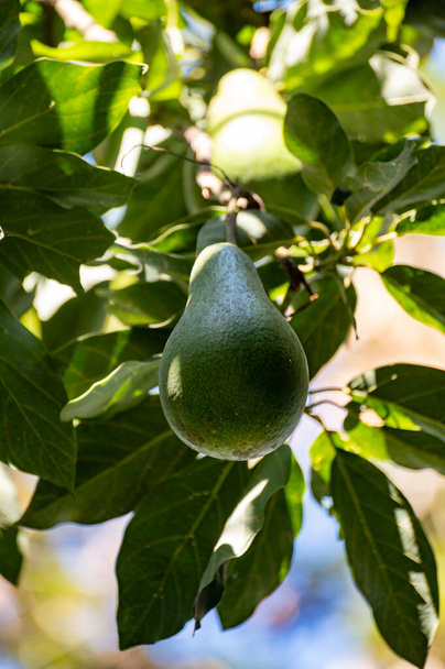Reife grüne Avocadofrucht hängt am Baum, biologischer Anbau in Spanien - Foto, Bild
