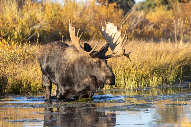 Восени в Національному парку Гранд - Титон лосі сорочки бика. - Фото, зображення