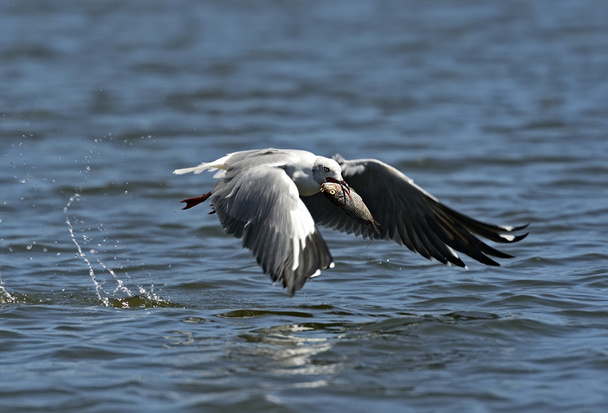 Seagull with fish - Фото, изображение