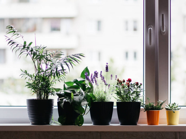 Planting house flowers on windowsill near open window - Foto, afbeelding