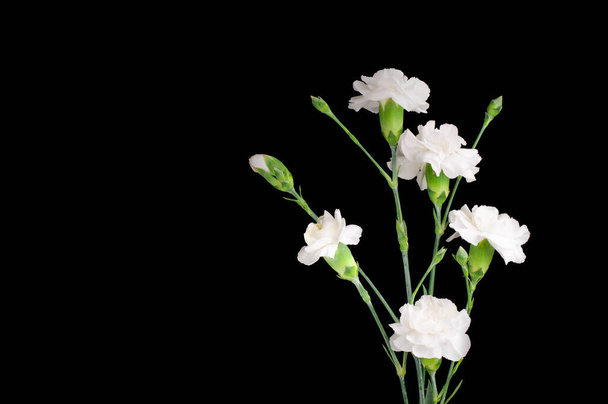 foto de flores de cravos brancos no fundo preto - Foto, Imagem