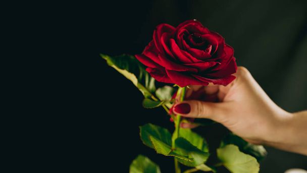 Crop person with red rose. From above crop hand of anonymous person holding red rose with green leaves. - Foto, Bild
