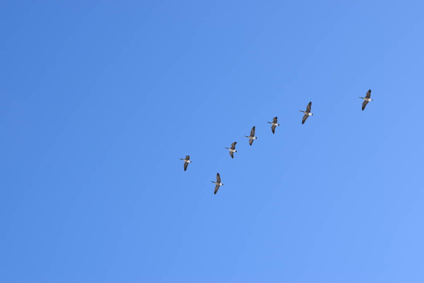 Крупный план стаи птиц на небе - Фото, изображение
