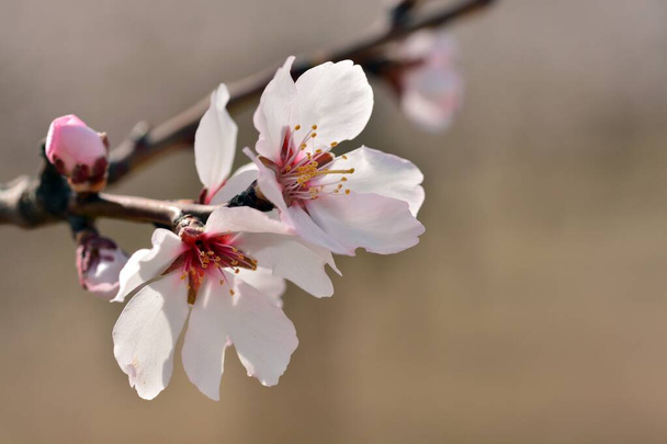 Detail of several almond blossoms in February - Photo, Image