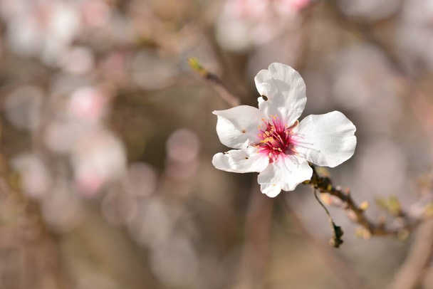 Деталь нескольких цветков миндаля в феврале - Фото, изображение