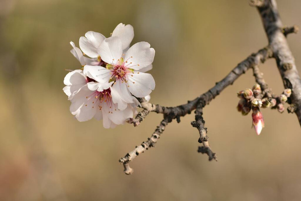 Detalhe de várias flores de amêndoa em fevereiro - Foto, Imagem