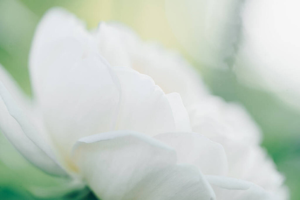Witte onscherpe wazig rozen bloemen achtergrond. Abstracte bloem achtergrond. Macro van roze bloemblaadjes textuur - Foto, afbeelding