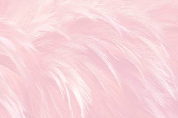 Beautiful Soft Pink Feathers Texture Vintage Background - Photo, Image
