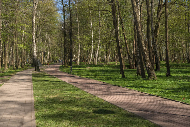 central park footpathes  in Svetlogorsk on sunny day - Foto, Imagem