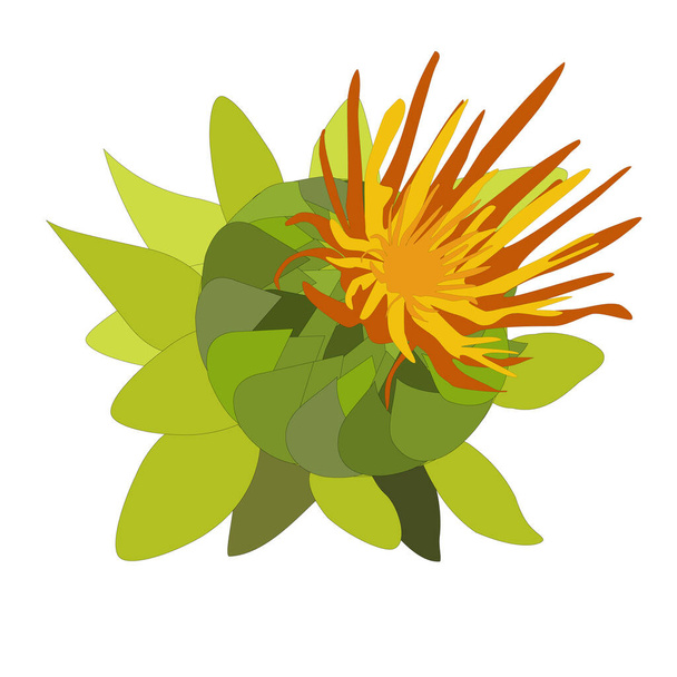 Safflower bud, Carthamus tinctorius, an oil plant. color illustration on a white background. Hand-drawn botanical vector illustration.  - Διάνυσμα, εικόνα