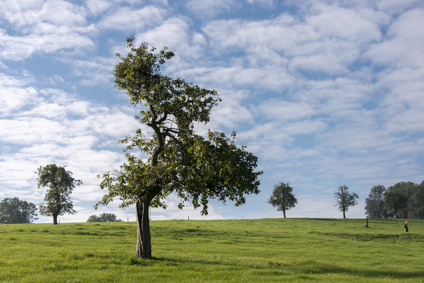 Single tree in belgium landscape - 写真・画像