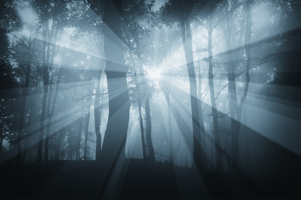słońce świeci w ciemnym tajemniczym lesie z mgły - Zdjęcie, obraz